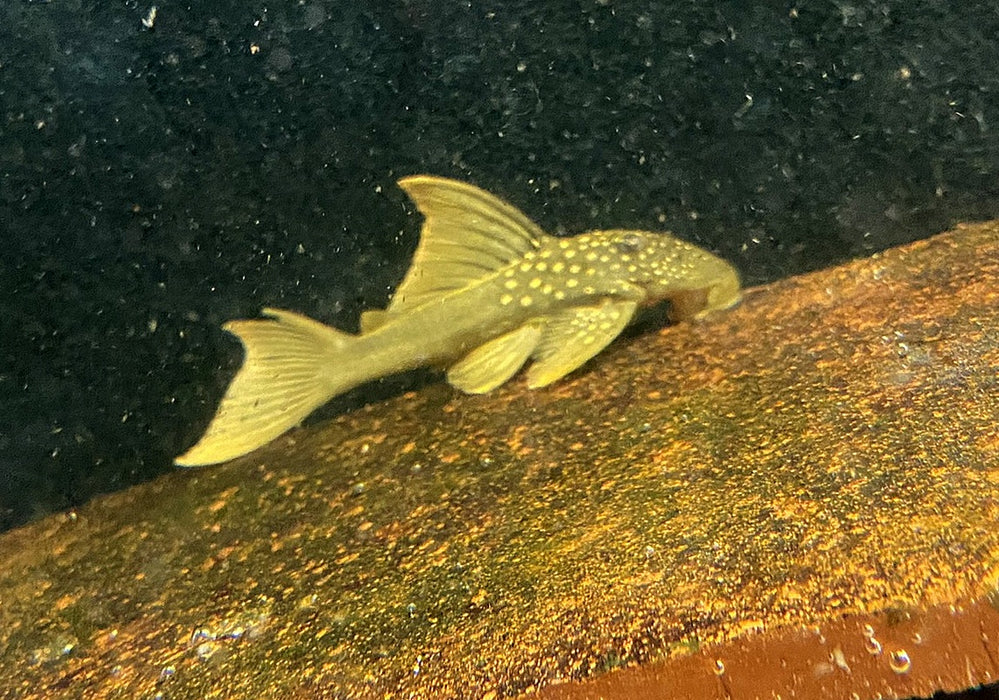 L200a Gelber Phantomwels High fin - Baryancistrus demantoides aqua-teck