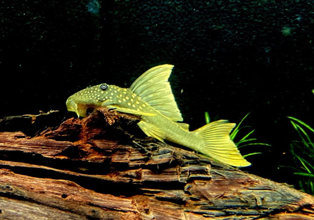 L200a Gelber Phantomwels High fin - Baryancistrus demantoides aqua-teck
