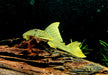 L200a Gelber Phantomwels High fin - Baryancistrus demantoides aqua-teck