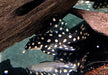 L201 Orinoco-Engelsharnischwels - Hypancistrus spec. L 201 aqua-teck