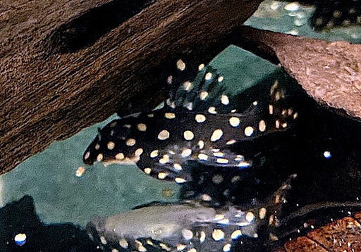 L201 Orinoco-Engelsharnischwels - Hypancistrus spec. L 201 aqua-teck