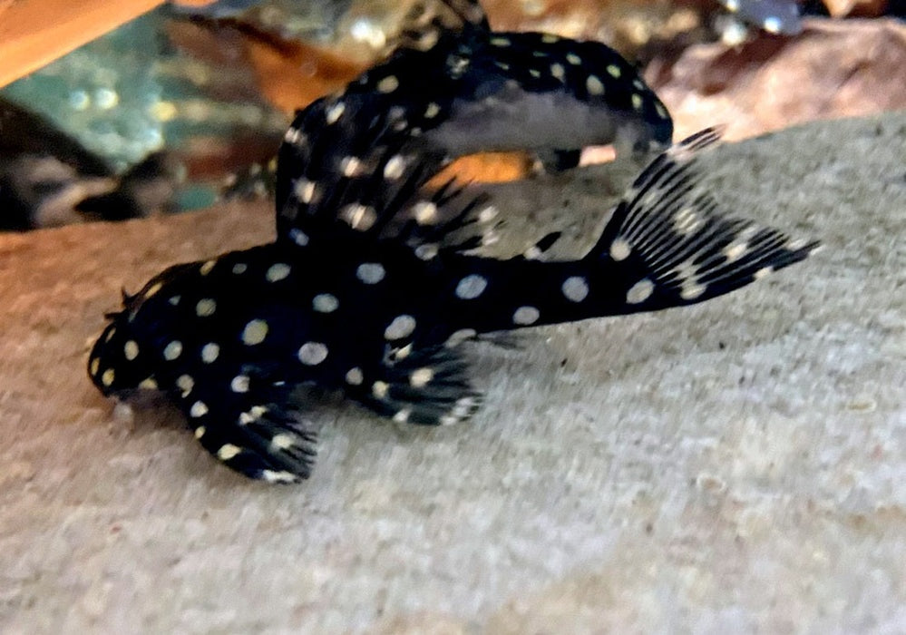 L201 Orinoco-Engelsharnischwels - Hypancistrus spec. L 201 aqua-teck