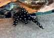 L201 Orinoco-Engelsharnischwels - Hypancistrus spec. L 201 aqua-teck