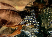 L201 Orinoco-Engelsharnischwels - Hypancistrus spec. L 201 aqua-teck