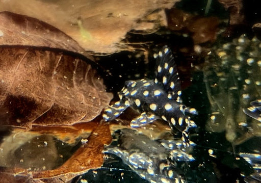 L201 Orinoco-Engelsharnischwels - Hypancistrus spec. L 201 aqua-teck