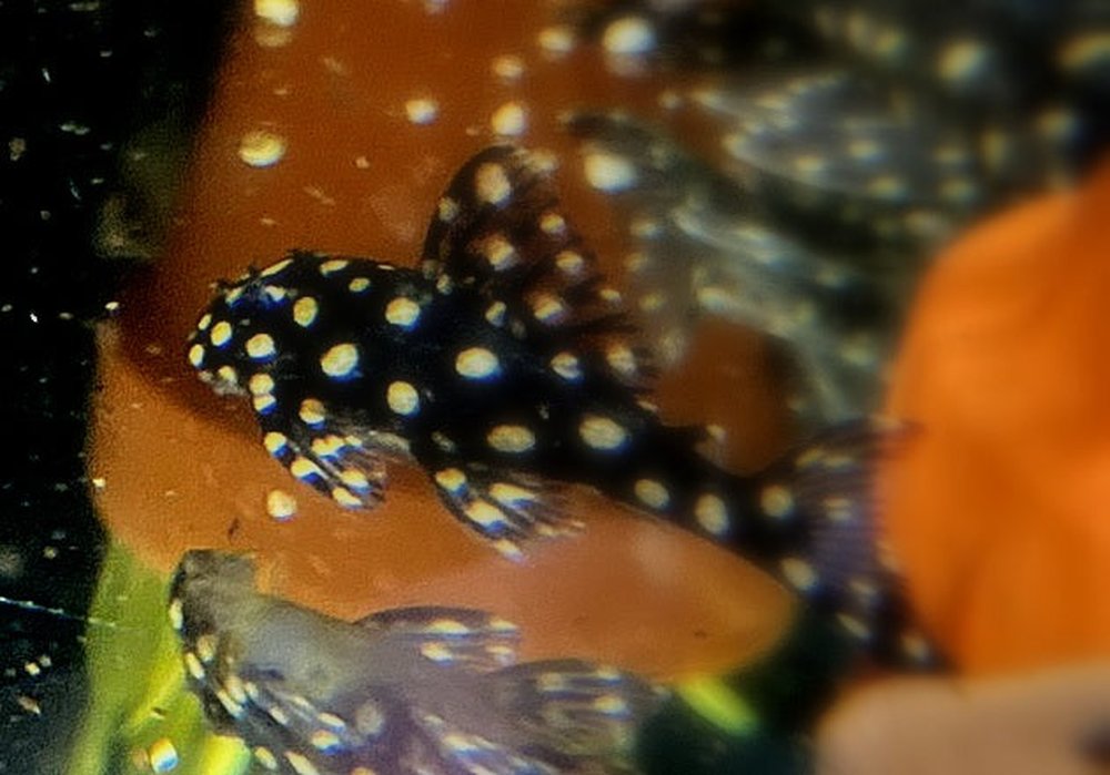 L201 Orinoco-Engelsharnischwels - Hypancistrus spec. L 201 aqua-teck