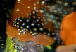 L201 Orinoco-Engelsharnischwels - Hypancistrus spec. L 201 aqua-teck