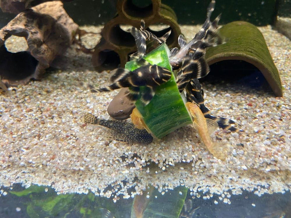 L204 Ringelsockenwels - Panaqolus albivermis aqua-teck