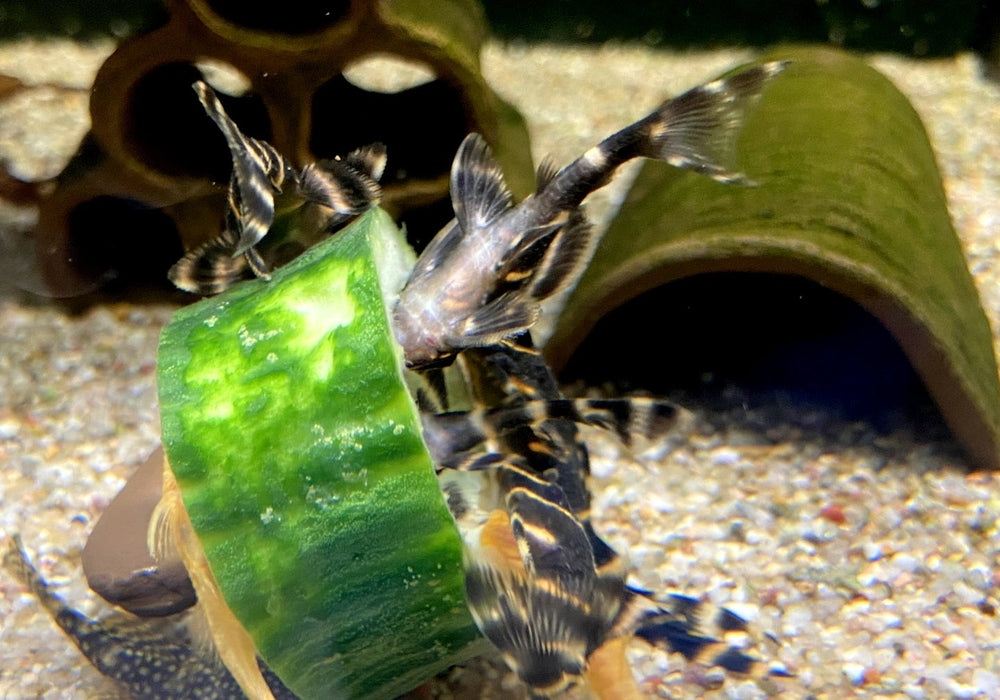 L204 Ringelsockenwels - Panaqolus albivermis aqua-teck