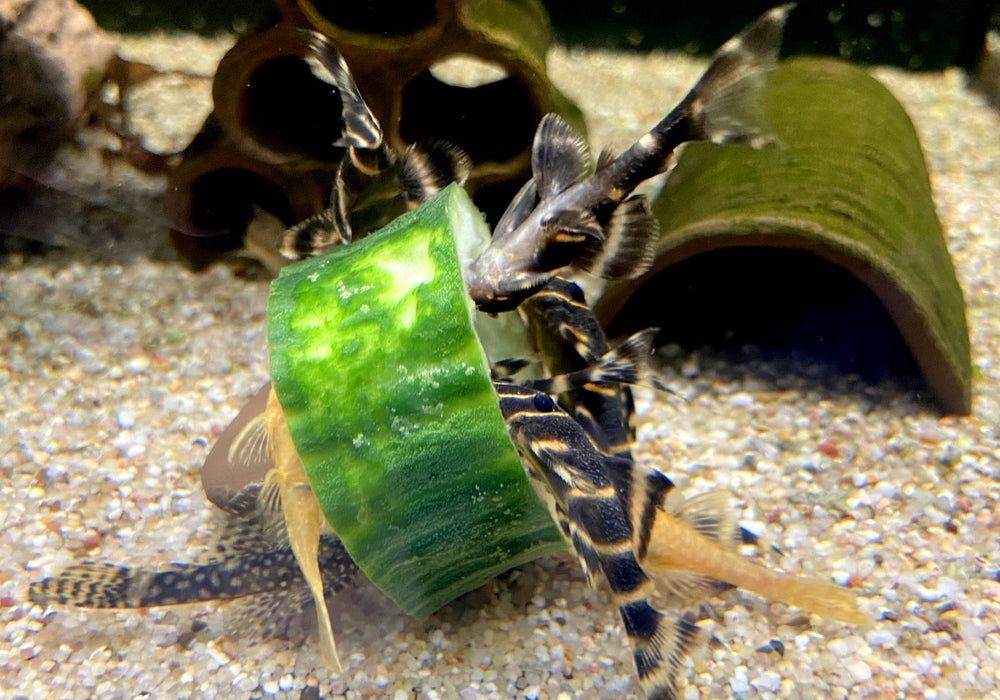 L204 Ringelsockenwels - Panaqolus albivermis aqua-teck