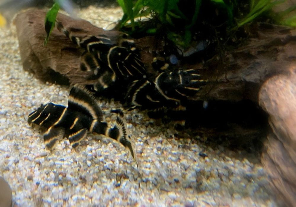 L204 Ringelsockenwels - Panaqolus albivermis aqua-teck
