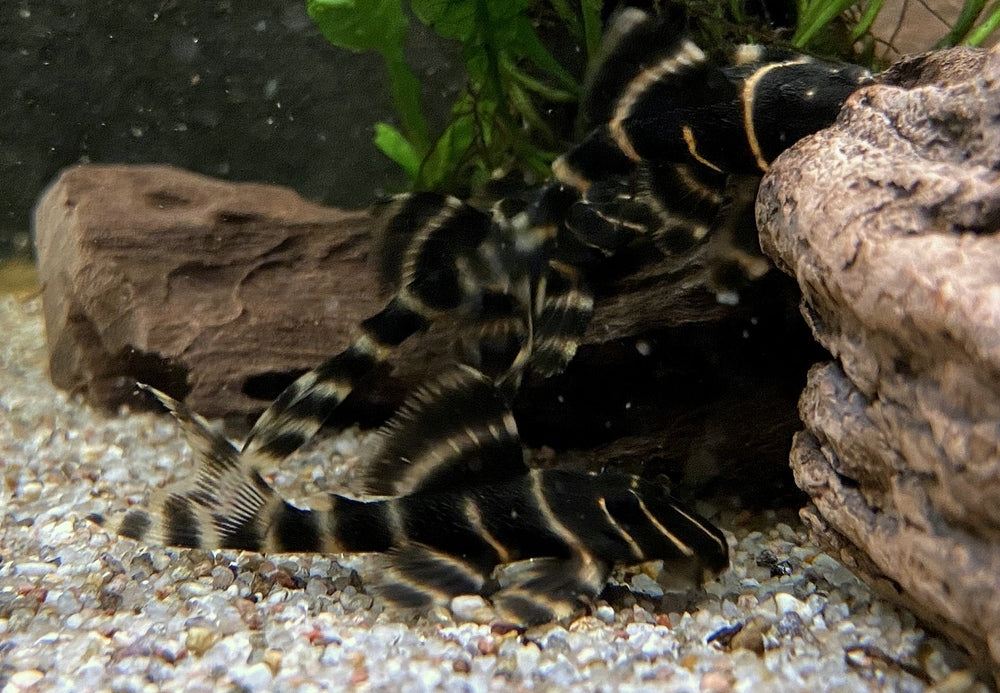 L204 Ringelsockenwels - Panaqolus albivermis aqua-teck