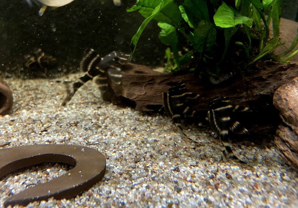 L204 Ringelsockenwels - Panaqolus albivermis aqua-teck