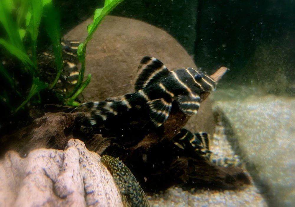 L204 Ringelsockenwels - Panaqolus albivermis aqua-teck