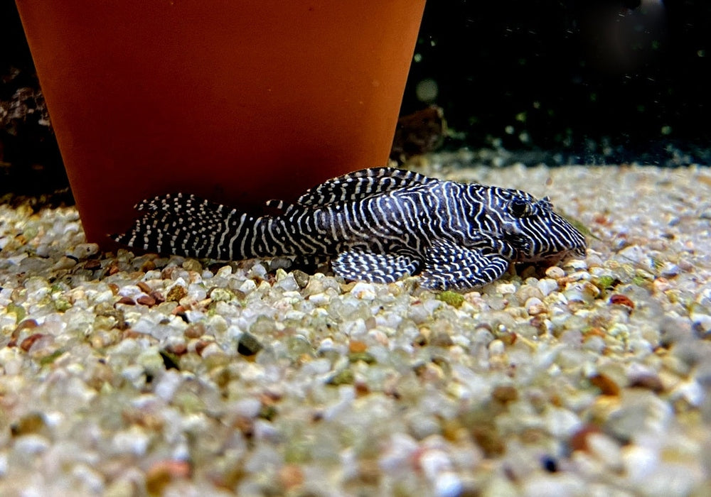 L260 Queen Arabesque Harnischwels - Hypancistrus sp. L260 aqua-teck