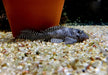 L260 Queen Arabesque Harnischwels - Hypancistrus sp. L260 aqua-teck