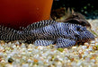 L260 Queen Arabesque Harnischwels - Hypancistrus sp. L260 aqua-teck