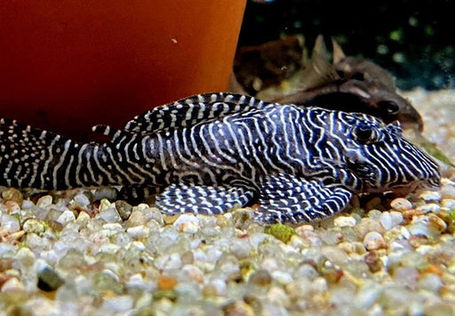 L260 Queen Arabesque Harnischwels - Hypancistrus sp. L260 aqua-teck