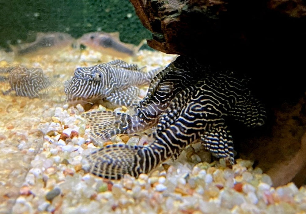 L260 Queen Arabesque Harnischwels - Hypancistrus sp. L260 aqua-teck
