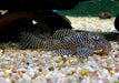L260 Queen Arabesque Harnischwels - Hypancistrus sp. L260 aqua-teck