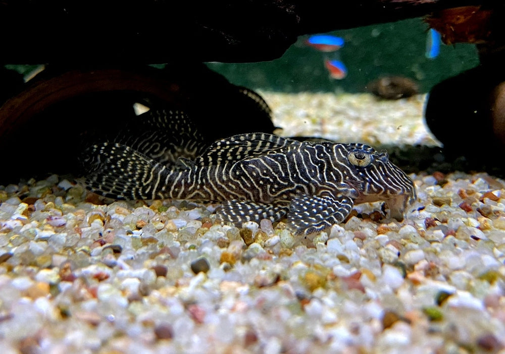 L260 Queen Arabesque Harnischwels - Hypancistrus sp. L260 aqua-teck