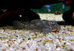 L260 Queen Arabesque Harnischwels - Hypancistrus sp. L260 aqua-teck