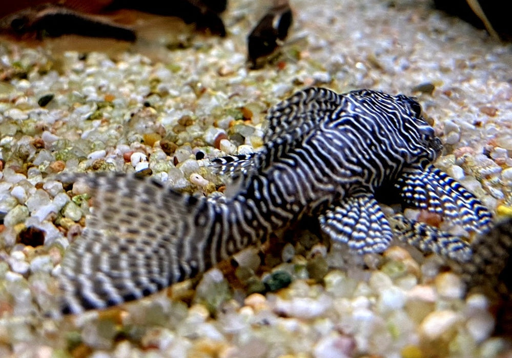 L260 Queen Arabesque Harnischwels - Hypancistrus sp. L260 aqua-teck