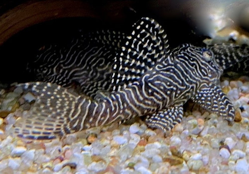 L260 Queen Arabesque Harnischwels - Hypancistrus sp. L260 aqua-teck