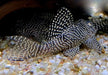 L260 Queen Arabesque Harnischwels - Hypancistrus sp. L260 aqua-teck