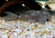 L260 Queen Arabesque Harnischwels - Hypancistrus sp. L260 aqua-teck