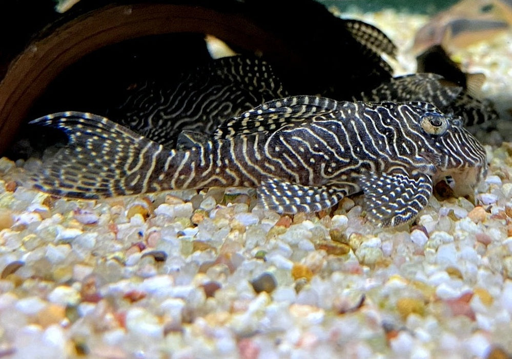 L260 Queen Arabesque Harnischwels - Hypancistrus sp. L260 aqua-teck
