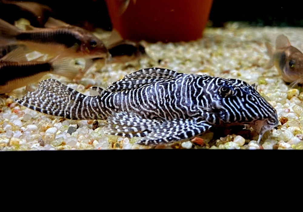L260 Queen Arabesque Harnischwels - Hypancistrus sp. L260 aqua-teck