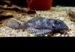 L260 Queen Arabesque Harnischwels - Hypancistrus sp. L260 aqua-teck