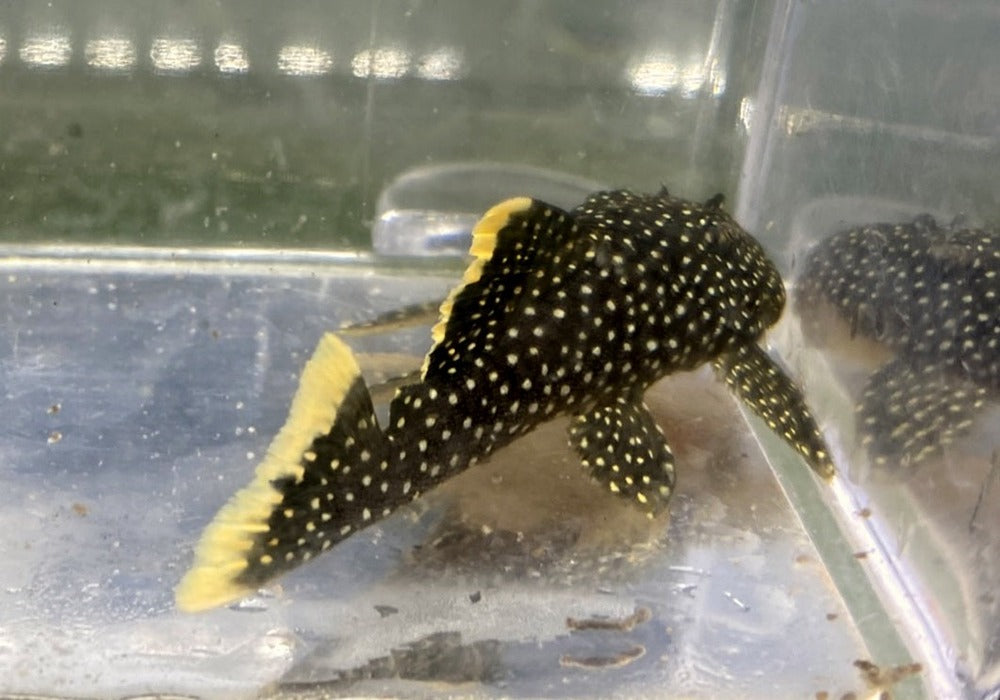 L81 Gelbsaum-Prachtharnischwels L - Baryancistrus xanthellus aqua-teck
