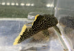 L81 Gelbsaum-Prachtharnischwels L - Baryancistrus xanthellus aqua-teck