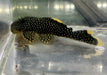 L81 Gelbsaum-Prachtharnischwels L - Baryancistrus xanthellus aqua-teck