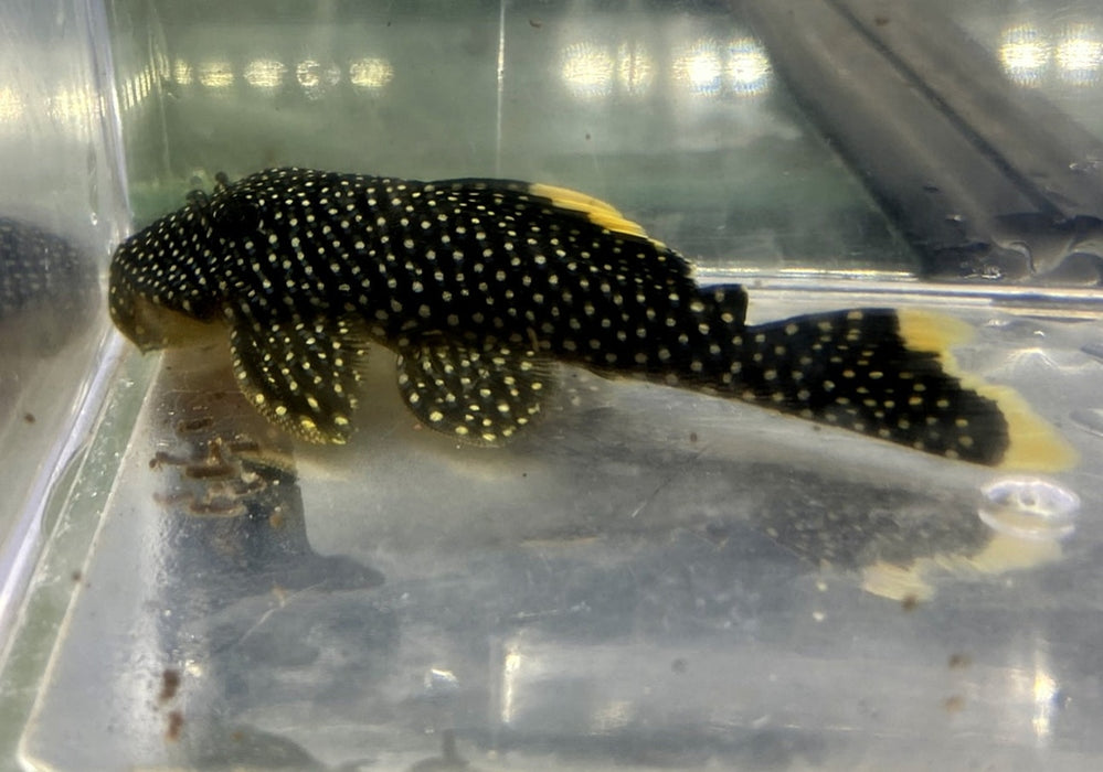 L81 Gelbsaum-Prachtharnischwels L - Baryancistrus xanthellus aqua-teck