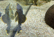 L81 Gelbsaum-Prachtharnischwels L - Baryancistrus xanthellus aqua-teck