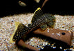 L81 Gelbsaum-Prachtharnischwels L - Baryancistrus xanthellus aqua-teck