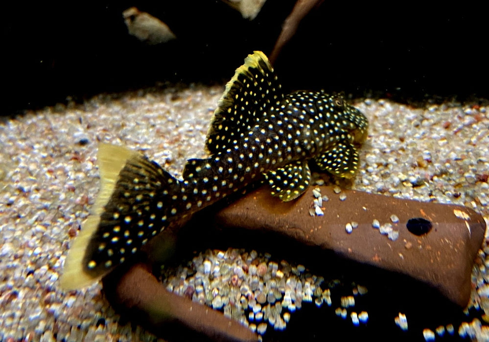 L81 Gelbsaum-Prachtharnischwels L - Baryancistrus xanthellus aqua-teck