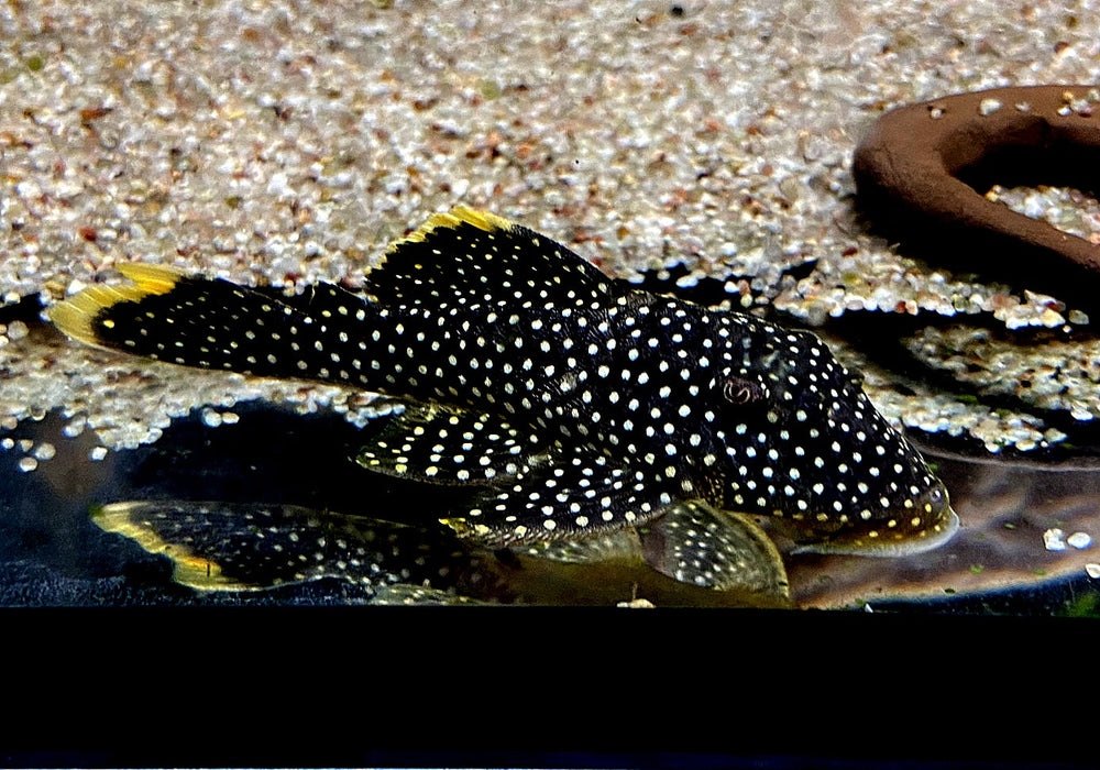 L81 Gelbsaum-Prachtharnischwels L - Baryancistrus xanthellus aqua-teck