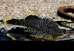 L81 Gelbsaum-Prachtharnischwels L - Baryancistrus xanthellus aqua-teck