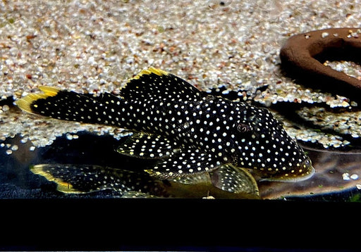 L81 Gelbsaum-Prachtharnischwels L - Baryancistrus xanthellus aqua-teck