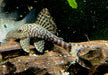 L90c Weißschwanz-Panaque - Panaque schaeferi aqua-teck