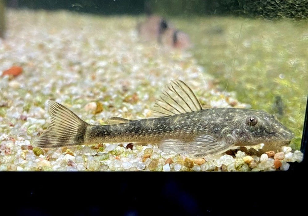 WIEDER DA! - LDA25 Pitbull Pleco - Parotocinclus jumbo aqua-teck