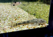 WIEDER DA! - LDA25 Pitbull Pleco - Parotocinclus jumbo aqua-teck