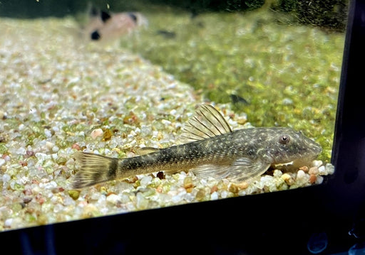 WIEDER DA! - LDA25 Pitbull Pleco - Parotocinclus jumbo aqua-teck
