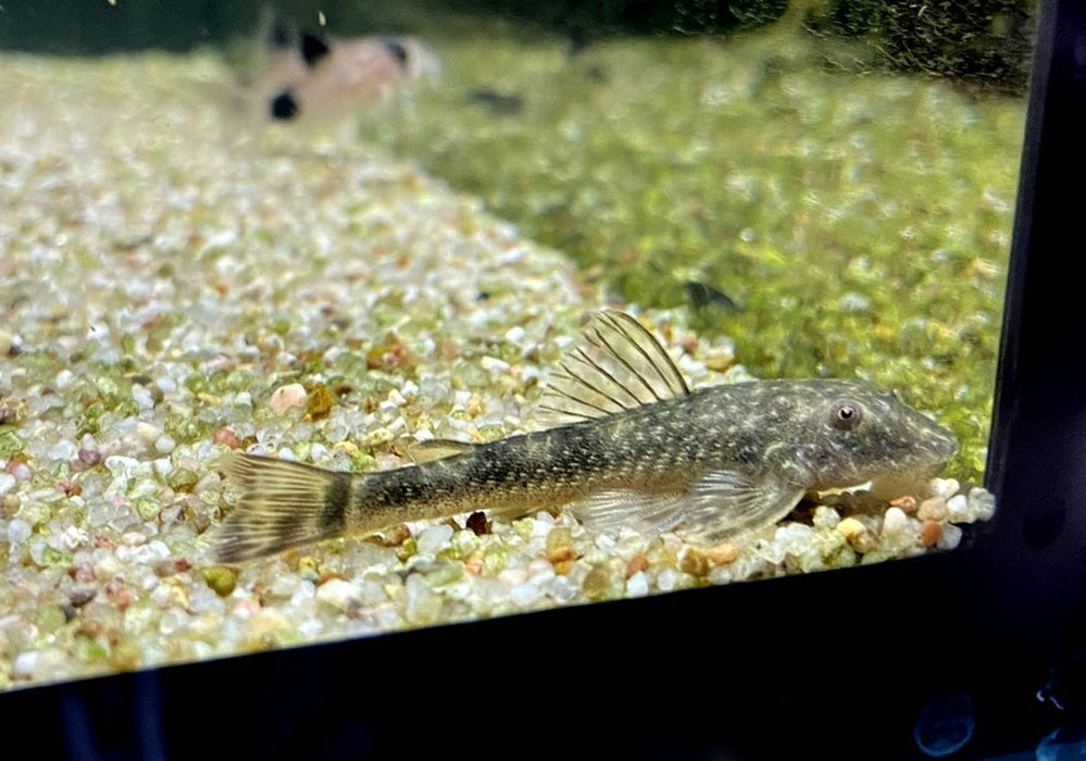 WIEDER DA! - LDA25 Pitbull Pleco - Parotocinclus jumbo aqua-teck