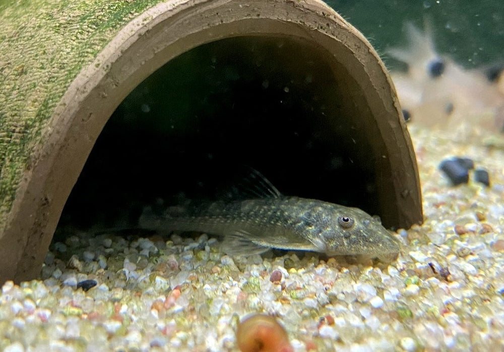 WIEDER DA! - LDA25 Pitbull Pleco - Parotocinclus jumbo aqua-teck