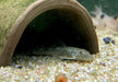 WIEDER DA! - LDA25 Pitbull Pleco - Parotocinclus jumbo aqua-teck